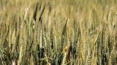 الأرصاد تحذر المزارعين من ري القمح غدا