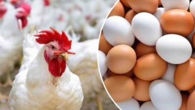 أسعار الدواجن ترتفع لتسجل 85 جنيهًا للكيلو.. أعرف التفاصيل