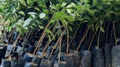 التنمية المحلية: زراعة 259 ألف و846 شجرة بمدن ومراكز محافظة البحيرة