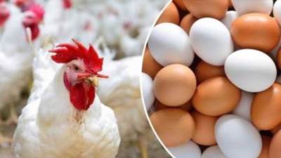 الكيلو يسجل 68 جنيهاً بأرض المزرعة.. تعرف على أسعار الدواجن اليوم الأحد