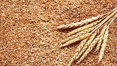 السلع التموينية تتعاقد على شراء 600 ألف طن قمح روسي 