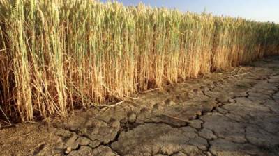 الجفاف يهدد 60% من القمح فى الأرجنتين وخسائر 7.3 مليار دولار فى الصويا