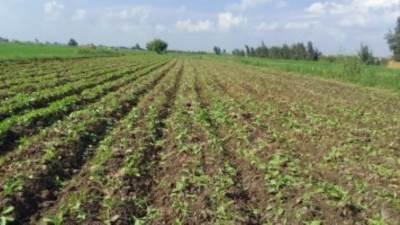 لجنة استرداد أراضى الدولة: البدء فى الإعداد للموجة 21 لإزالة التعديات