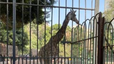 حديقة الحيوان تستقبل المواطنين للاحتفال بعيد شم النسيم