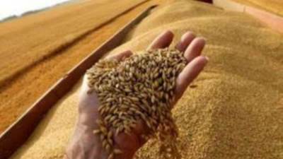 التموين: 420 نقطة تجميع لاستقبال القمح من الموردين و1500 ‏جنيه للأردب