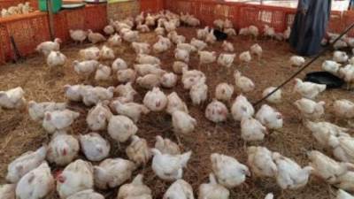 تراجع أسعار الدواجن 7 جنيهات.. والكيلو بـ 63 جنيها 