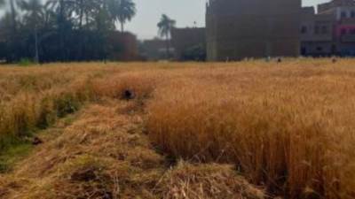 وزير التموين.. توريد القمح المحلى موسم 2023 لصالح هيئة السلع التموينية