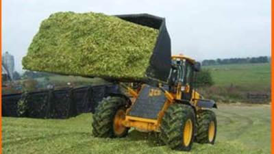 الزراعة: سيلاج الذرة أفضل طريقـة لحفـظ العلـف الأخضـر‬