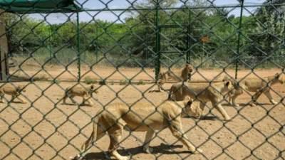 محمية في السودان تطلق نداء إغاثة لإنقاذ أسود وحيوانات جائعة