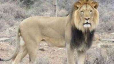 في حادثة هي الأولى من نوعها.. أسد يتسبب بوفاة طفل داخل حديقة حيوان بغزة