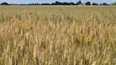 غرفة صناعة الحبوب :معدلات توريد القمح المحلى تتجاوز 565 ألف طن