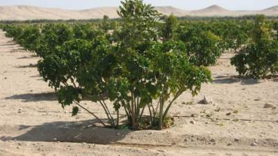 100 مليون شجرة.. وزيرة البيئة تستعرض جهود الوزارة في تنفيذ المبادرة خلال 2022