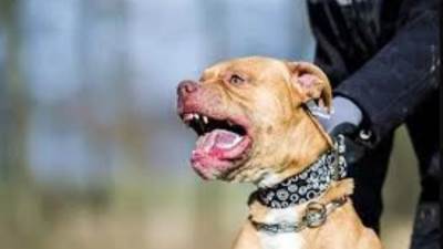 مجلس النواب يوافق نهائيا على قانون تنظيم حيازة الحيوانات الخطرة والكلاب