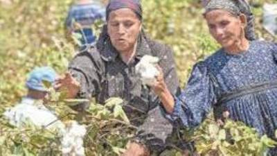 الحكومة: 5500 جنيه سعر الضمان لتوريد قنطار القطن طويل التيلة