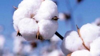 الحكومة: 4500 جنيه لمتوسط التيلة لتوريد قنطار القطن