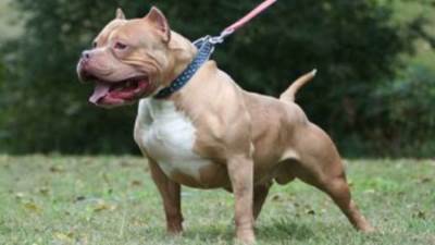 غرامة 500 ألف عقوبة دخول الحيوانات غير المرخصة للعقارات والفنادق