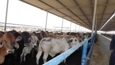 الأوقاف: 2500 جنيه سعر صك الأضحية للحوم السودانية و4 آلاف للبلدى