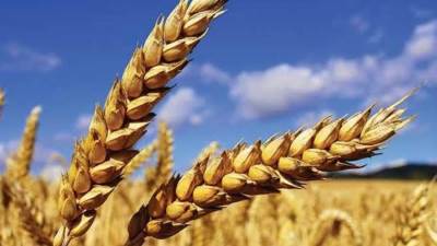 وزير التموين: وصول نسب توريد القمح المحلي إلى 1.2 مليون طن