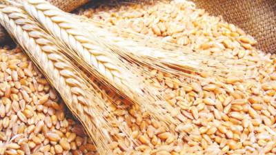 التموين: توريد 1.2 مليون طن قمح بسعر أقل من السوق العالمي