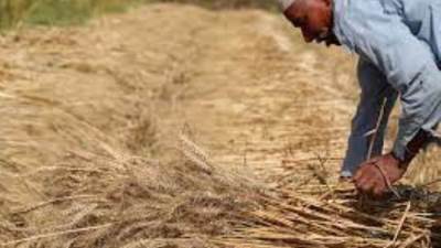 بالإنفوجراف... زراعة وتخزين واستيراد ودعم القمح.. أين كنا وكيف أصبحنا؟