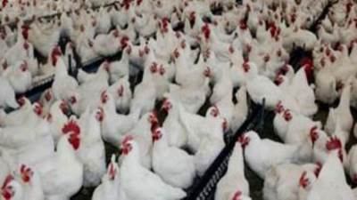 الزراعة: كمية الأعلاف المفرج عنها مؤخرا تساهم في انخفاض أسعار الدواجن