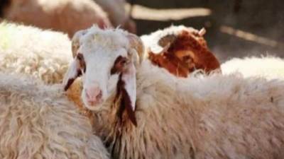 الأوقاف تعلن أسعار صكوك عيد الأضحى 2023