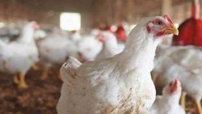 بعد الإفراج عن الأعلاف.. منتجي الدواجن: أسعار الفراخ ستتراجع 25%