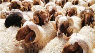 الحكومة تنفي صدور قرار من الأوقاف بإجبار الأئمة على جمع صكوك الأضاحي