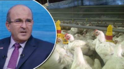 رئيس قطاع الثروة الداجنة: استنباط 14 سلالة جديدة للدواجن المصرية