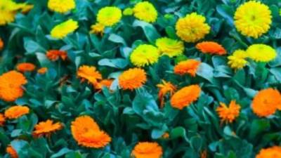 وزير الزراعة يفتتح اليوم معرض زهور الربيع فى المتحف الزراعى بالدقى