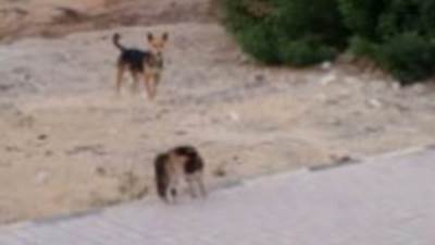 إصابة 22 طفلا عقرهم كلاب ضالة أمام مجمع المدارس بأوسيم