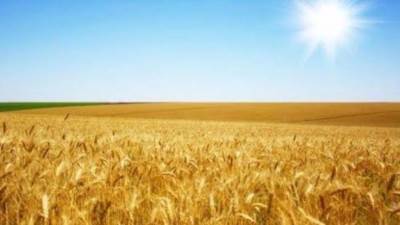 ارتفاع توريد القمح المحلى لـ2.9 مليون طن حتى الآن