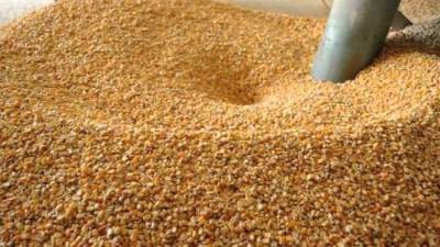 الزراعة: الإفراج عن 5.2 مليون طن أعلاف منذ أكتوبر الماضي