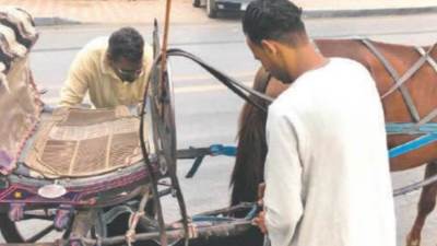 إلزام سائقي الحنطور في الأقصر بتركيب حفاضات للخيول 