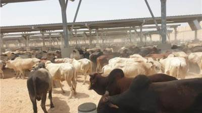 التموين: وصول شحنات كبيرة من اللحوم الحية المتعاقد عليها ‏سواء ماشية او أغنام