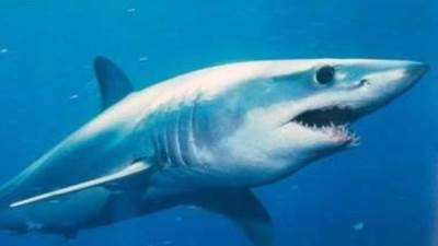 قرار عاجل من البيئة بعد هجوم سمكة قرش على سائح روسي 