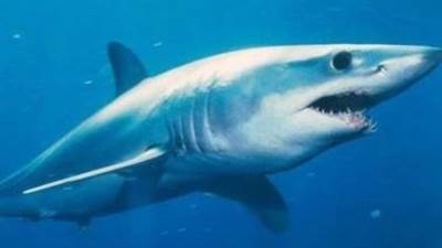 البيئة: اصطياد سمكة القرش المتسببة في هجوم الغردقة