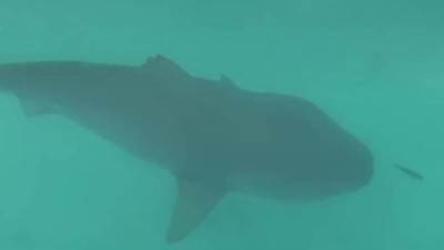 صاحب مركب اصطياد قرش الغردقة يكشف سبب الهجوم على السائح الروسي