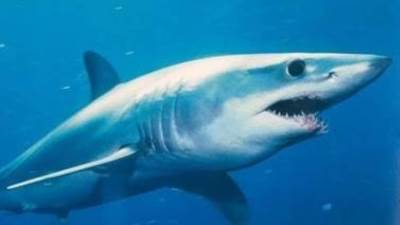 رئيس معهد علوم البحار: أسماك القرش لا تحب أكل لحوم البشر ولكن الدماء تثيرها