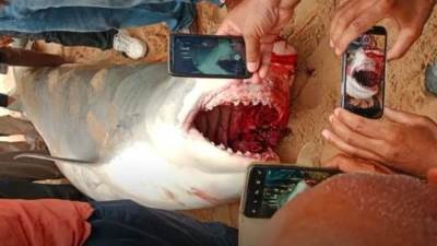 مسئول بالبيئة: عثرنا على الجزء الناقص من جسد السائح الروسي داخل سمكة القرش