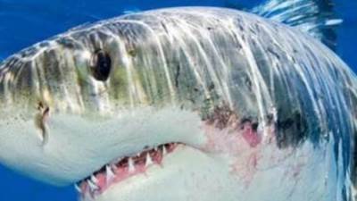 مسئول بالبيئة: السلوك البشري أحد الأسباب الرئيسية لهجوم القروش على الإنسان