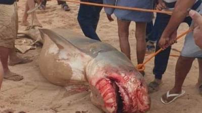 بعد مصرع السائح الروسي.. غرفة فنادق البحر الأحمر: السياحة لن تتأثر