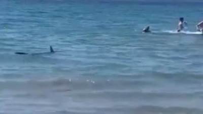 رعب على شاطئ بإسبانيا بعد هجوم سمكة قرش على المصطافين