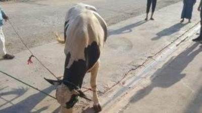 محافظة القاهرة: غرامة تصل ل10 الاف جنيه لمن يقوم بذبح الأضاحي في الشارع