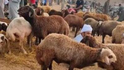 قبل عيد الأضحى.. الزراعة تعلن إرشادات مهمة للتأكد من سلامة الأضحية واللحوم