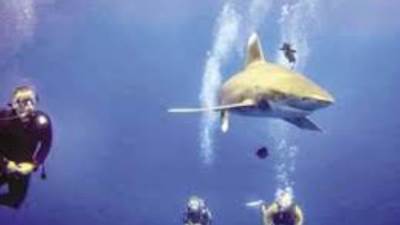 وزيرة البيئة تعلن بدأ دراسة تحليل سلوك القروش بالبحر الاحمر 