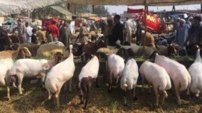 حظر نقل وحفظ جلود الأضاحى بالجيزة دون تصريح و5 آلاف جنيه غرامة للمخالفين