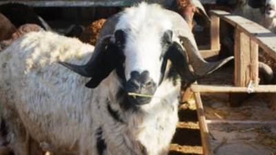 وزارة الزراعة تحدد‫ 20 علامة للتأكد من سلامة الأضاحى واللحوم