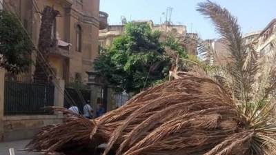 التنمية المحلية تستجيب لشكوي ابنة شقيق الأديب الراحل العقاد بعد سقوط نخلة بحديقة منزله