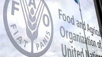 الفاو تطلق حملة طارئة لتوزيع البذور في السودان